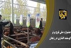 جشنواره ملی انتخاب قوچ برتر گوسفند افشاری در زنجان