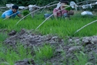 برداشت برنج از ۲۵۰۰ هکتار از شالیزارهای طارم  آغاز شد