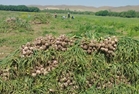 تولید محصول سیر  در شهرستان طارم ۱۰ درصد افزایش می‌یابد