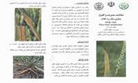 شناخت مدیریت و کنترل بیماری زنگ زرد غلات strip rust Puccinia striiformis
