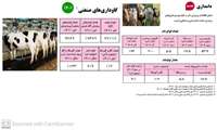 دامداری - گاوداری های صنعای در سال 1401