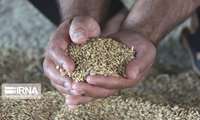 توزیع ارقام گندم با نیاز آبی پایین و مقاومت بالا بین کشاورزان زنجان