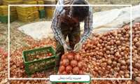 پیش‌بینی برداشت ۱۲۰ هزار تن محصول پیاز در استان زنجان 