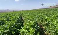 بخش خبری ۲۰ شبکه اشراق زنجان  - کرفس‌  نوبرانه طارم درمسیر بازار