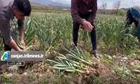 سیر نوبرانه طارم