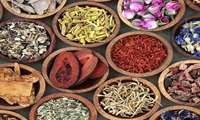 توسعه کشت گیاهان دارویی زنجان به 500 هکتار