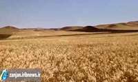 برداشت گندم از مزارع خدابنده در مراحل پایانی قرار دارد