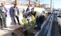 در راستای مراسم فرهنگی و اجتماعی روز جهانی خاک 1403 در ورودی دبستان ثمین نهال کاری شد. 