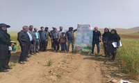برگزاری روز مزرعه آموزشی در پایگاه نوآورانه روستای بولاماجی با هدف توسعه کشاورزی دانش‌بنیان 