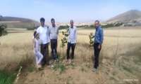 بازدید کارشناسان جهاد کشاورزی زنجان از توتستان و کارگاه پرورش کرم ابریشم سعیدکندی
