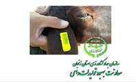 ضرورت هویت دار کردن و پلاک کوبی دام های سطح استان