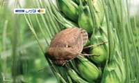 کنترل آفت سن غلات در ۱۱۰ هزار هکتار از مزارع استان زنجان