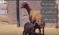 22آبان 1403-کلیپ گوسفند افشاری1- پورتال