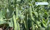 بخش خبری ۲۰ شبکه اشراق زنجان از طارم، هندوستان ایران:
