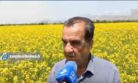 بخش خبری ۲۰ شبکه اشراق زنجان صایین قلعه ای ها پیشرو در کشت کلزا