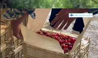  برداشت نوبرانه گیلاس از باغ های *طارم*