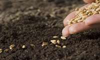 استفاده از بذر گواهی‌شده درآمدی مطمئن برای گندمکاران