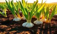 تیزر اینفوگرافی  کشت ۴۵۰ هکتار سیر در شهرستان طارم
