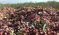 کشت پسته سرمایه‌گذاری بلندمدت برای کشاورزی زنجان