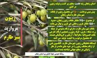پیش‌بینی برداشت ۲۵ هزار تن زیتون در قطب زیتون کشور؛ طارم آماده عرضه روغن و کنسرو زیتون به بازار  مدیر 