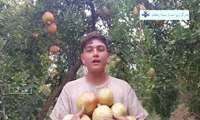 آغاز برداشت انار از هزارو 700 هکتار باغات طارم