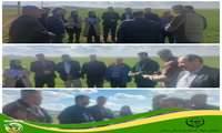  بازدید آقای عزیزکریمی، مدیرکل محترم غلات و محصولات اساسی وزارت جهاد کشاورزی، از مزارع استان زنجان