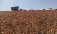 آغاز برداشت گلرنگ از مزارع دیم زنجان/ پیش بینی تولید ۸۰۰ تن  محصول 