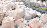 آغاز طرح خرید حمایتی مرغ در زنجان برای تنظیم بازار و حمایت از تولیدکنندگان