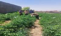 ترویج روش‌های نوین کشت زودهنگام؛ بازدید از مزرعه نمونه گوجه‌فرنگی در روستای خنداب