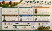 سورگوم؛گیاهی مقاوم و پر بازده