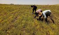 پیش‌بینی برداشت ۹ هزار تن عدس  در استان زنجان
