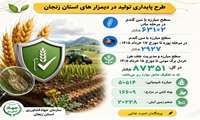 سطح کلی مبارزه با سن گندم در مرحله سن مادر درسال زراعی ۱۴۰۵ـ۱۴۰۴ در استان زنجان