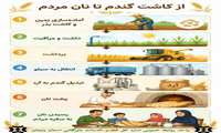 از کاشت گندم تا نان مردم