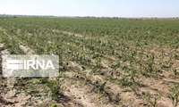 طرح پایداری تولید در ۴۵۰ هزار هکتار از دیمزارهای زنجان اجرا می‌شود