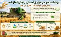 پیش بینی تولید ۱۱۸ هزار تن جو