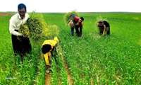 مبارزه با علف هرز «خردل برگ مومی» در زنجان؛ اولویتی برای حفظ امنیت غذایی