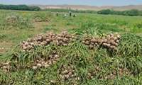 تولید محصول سیر در شهرستان طارم ۱۰ درصد افزایش می‌یابد