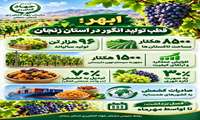 ابهر قطب تولید انگور در استان زنجان