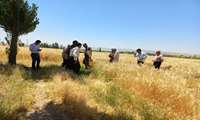 بازدید ازمزارع تولید نهاده های دامی در روستای والارود شهرستان زنجان