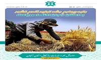 رتبه چهارم رشد تولید گندم کشور به استان زنجان اختصاص یافت