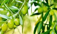 تصفیه‌خانه زیتون زنجان در سفر استانی رئیس جمهور افتتاح می‌شود