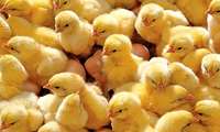 انجام 8 میلیون و 500 هزار قطعه جوجه‌ریزی در مرغداری‌های سطح استان زنجان