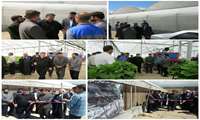 افتتاح دو واحد گلخانه تولید توت فرنگی به روش هیدروپونیک در شهرستان سلطانیه به مناسبت هفته دولت