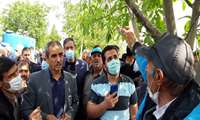 سرشاخه‌ کاری؛ راهی برای جوان‌سازی و افزایش محصول درختان گردو