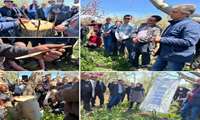 برگزاری کارگاه آموزشی سرشاخه کاری درختان گردو در شهرستان خرمدره