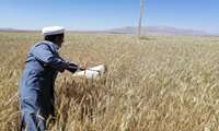 سرکشی باهمکاران جهادکشاورزی خدابنده از مزارع گندم روستای نظر قلی وکشک آباد