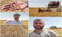 برداشت گیاه روغنی کاملینا برای نخستین بار در شهرستان ایجرود