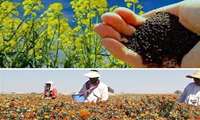 خرید تضمینی بیش از 200 تن کلزا و گلرنگ توسط شبکه تعاونی روستایی استان زنجان