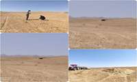 برداشت محصول جو درمزارع شهرستان زنجان (منطقه زنجانرود) آغاز گردید
