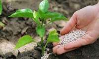 روند صعودی مصرف کود با کاهش 45 درصدی قیمت آن از ابتدای سال جاری